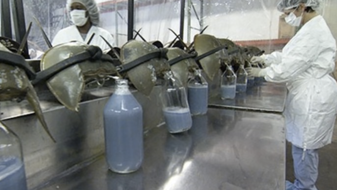 The Pros and Cons to Harvesting Horseshoe Crab Blood for LAL Testing