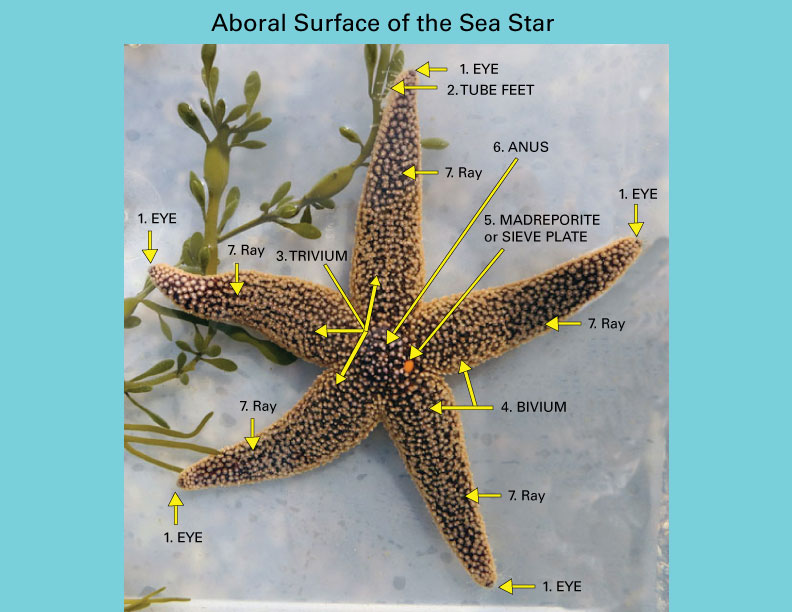Sea Stars (Starfish) Anatomically Speaking Seatales Publishing Company