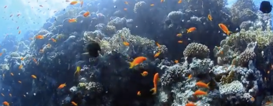 Fascinating Work by the Mote Aquarium Restoring Coral Reefs