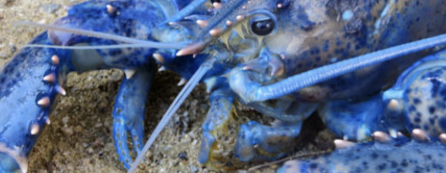 A Rare Blue Lobster Inspires a New Illustrated Children’s Book