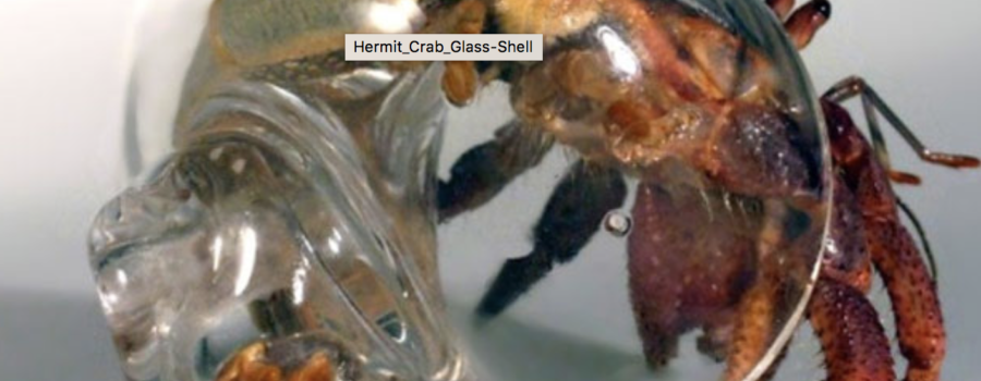 Hermit Crabs Living in Glass Houses