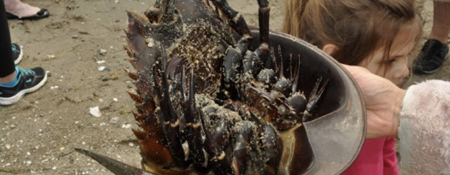 New Legislation to Protect Horseshoe Crabs in Stratford, Connecticut