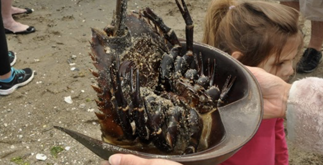 New Legislation to Protect Horseshoe Crabs in Stratford, Connecticut
