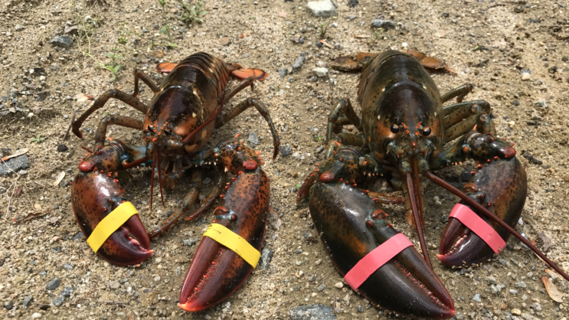 Those Remarkable Lobster Claws