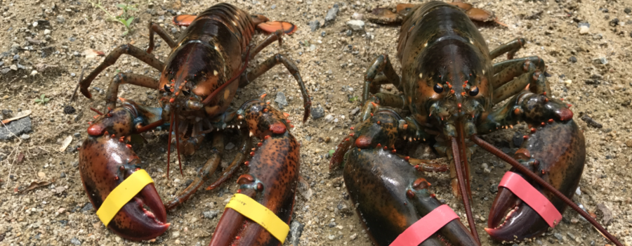 Those Remarkable Lobster Claws