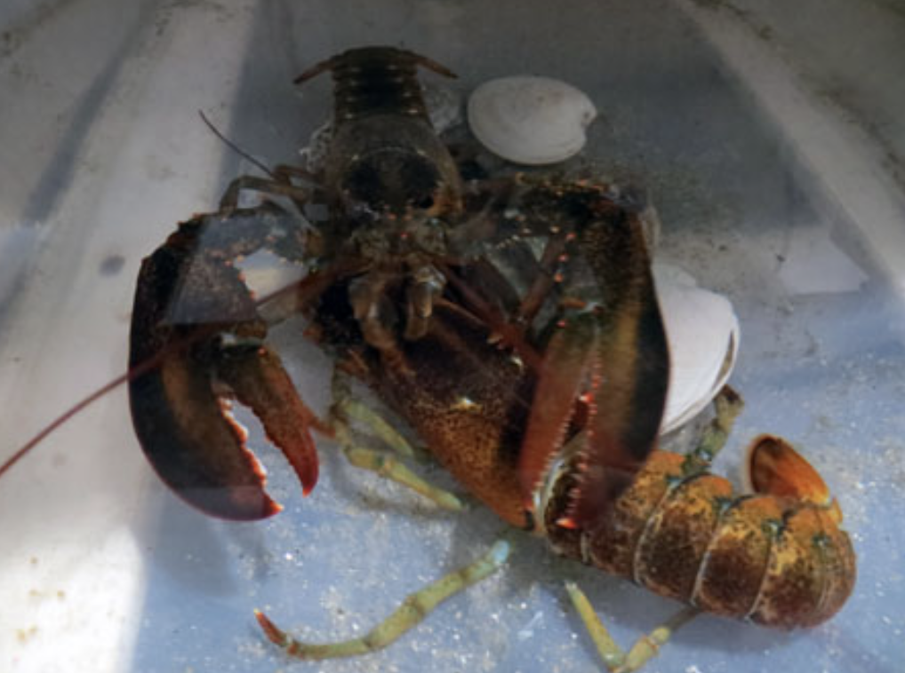 Model Lobster Molts as “Something’s Tugging on My Claw!” Goes to Print: Exciting New Contest!