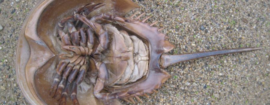 Have You Found a “Dead” Horseshoe Crab on the Beach?