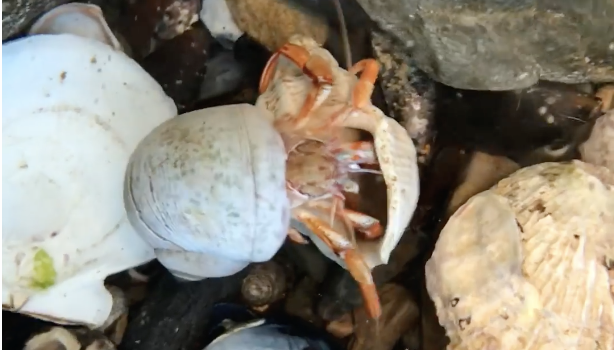 A Hermit Crab Finds His House