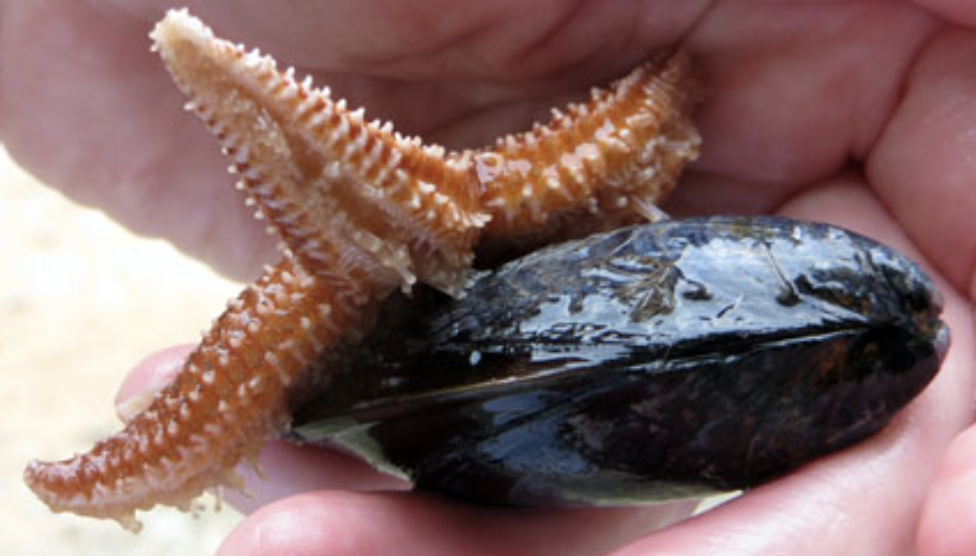 Are Our Sea Stars (Starfish) Melting Away?