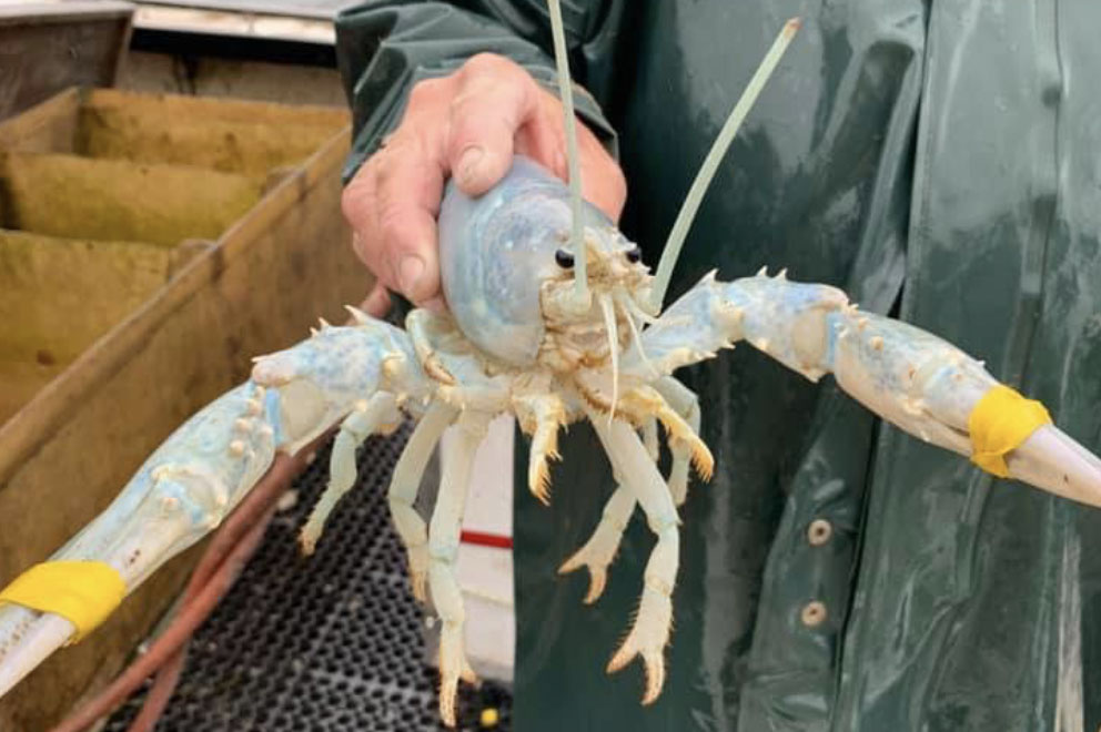 Cotton Candy Lobster Caught in Penobscot Bay!