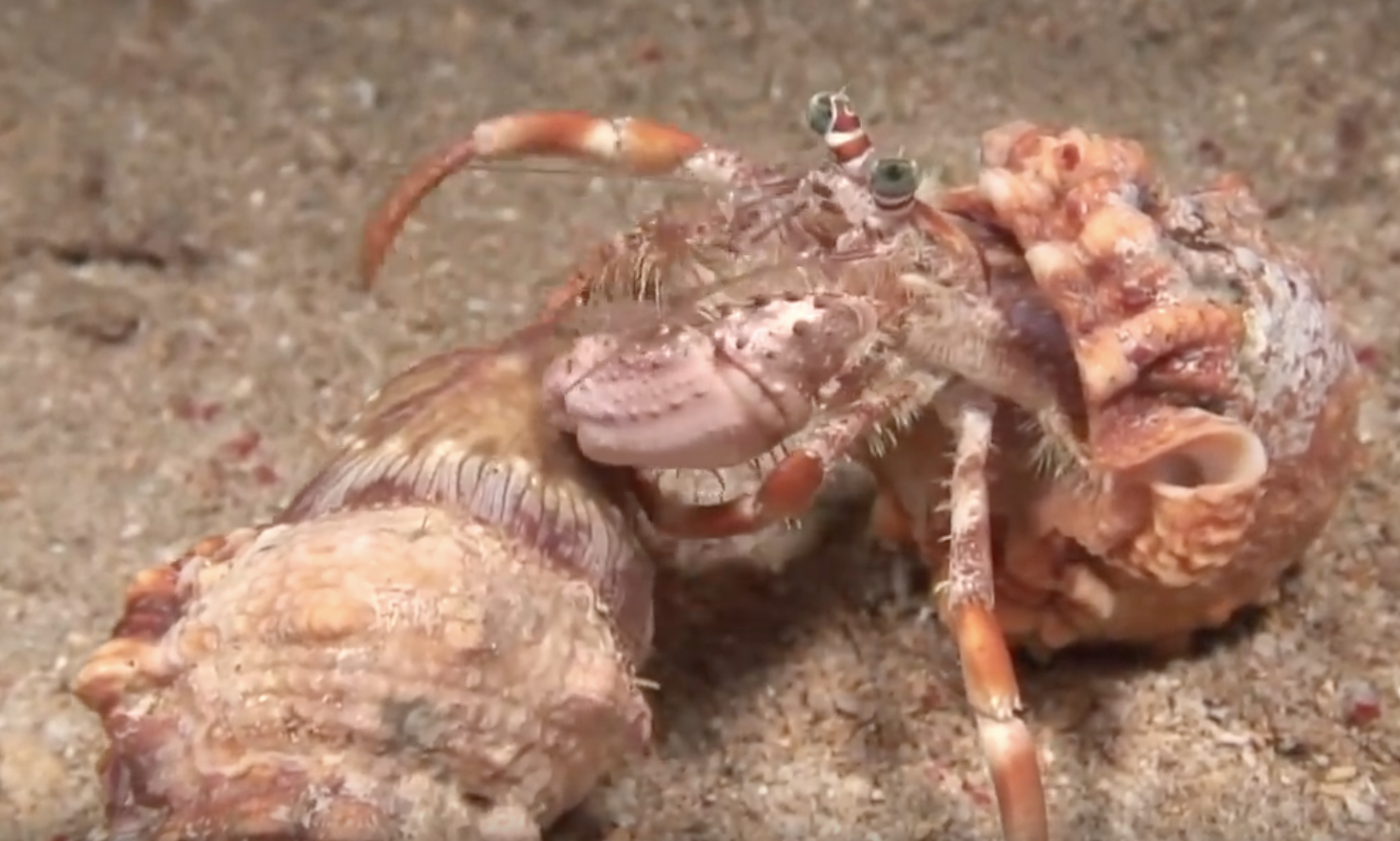 A Hermit Crab and Her Sea Anemones – Seatales Publishing Company
