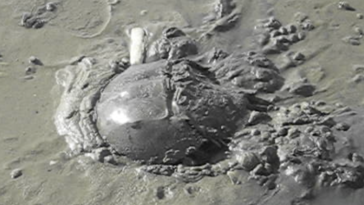 COVID-19 Vaccine and Horseshoe Crabs: The Connection