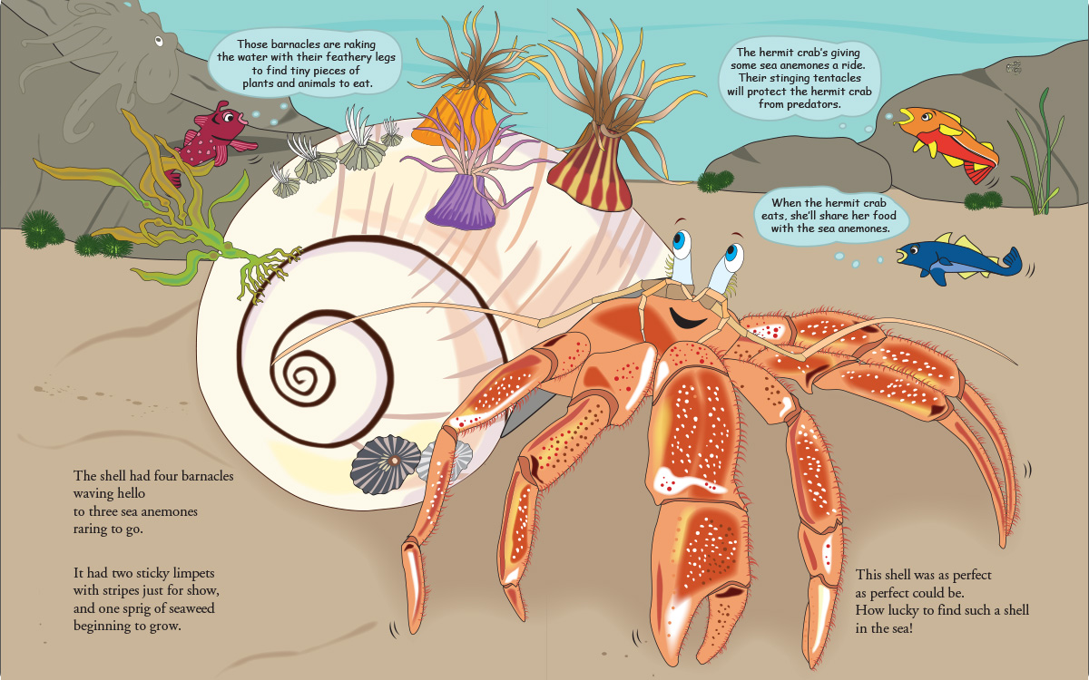 Website_Image_The_Lucky_Hermit_Crab