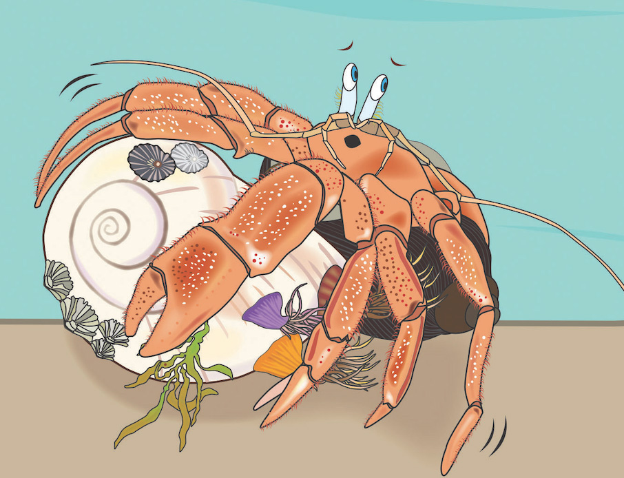 Clarion Review for “The Lucky Hermit Crab and Her Swirly New Shell!”