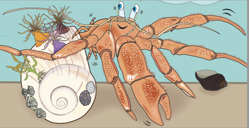 “The Lucky Hermit Crab and Her Swirly New Shell” makes a splash in BookLife Reviews!